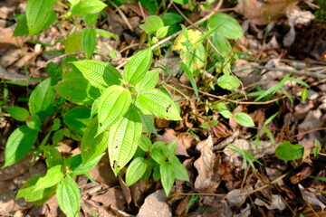 Lush Green Woodland Groundcover