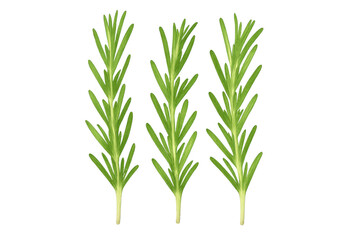 Three sprigs of fresh rosemary are isolated on a transparent background, ready to be used in food photography or design projects