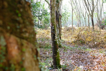 Rubber Tree Plantation: Natural Resources and Sustainable Agriculture