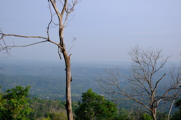 Distant Haze Over Forest Canopy