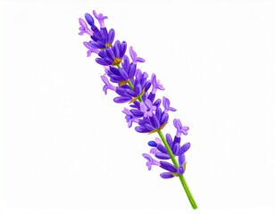 Fototapeta premium Dessin de lavande 