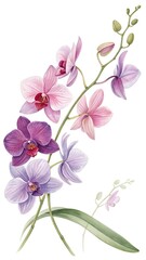 Watercolor Orchid Blossoms in Purple and Pink Elegant Clipart White Background
