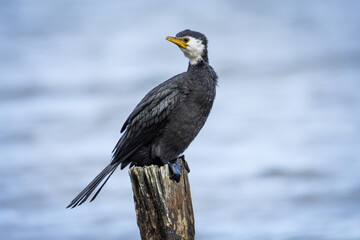 Black Shag or cormorant on perch overlooking lake