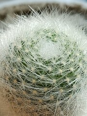 close up of cactus