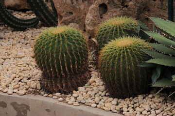 Several round cacti are arranged on a gravel floor in a rock garden. The bright green color with...