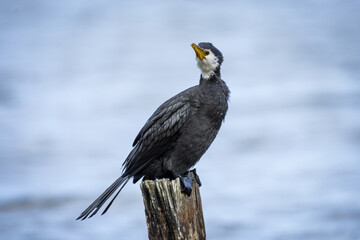 Black Shag or cormorant on perch overlooking lake