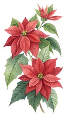 Watercolor Red Poinsettia Flowers Green Leaves Festive Clipart White Background