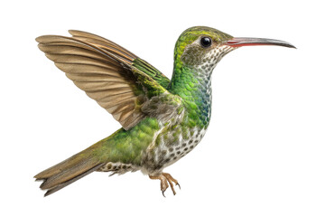 Fototapeta premium PNG Vibrant green hummingbird in mid-flight on black background