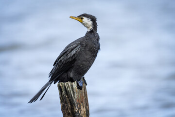 Black Shag or cormorant on perch overlooking lake