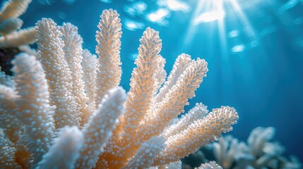 Close-up view of a white coral branch.
