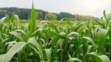 Young green wheat growing in an agricultural field, sustainable farming, natural growth, and food production