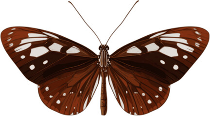 Butterfly vector illustration