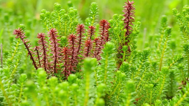 Branches of crowberry sway in the wind.