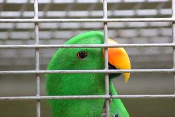 A bright green parrot with an orange beak sits on a branch inside an iron cage.