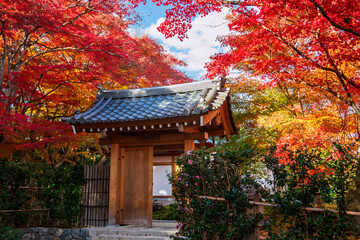 gate by beautiful fall leaf garden of Jojakkoji Temple, Arashiyama
