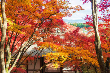 Aerial view of fall maple leaf color at Jojakkoji temple, Arashiyama