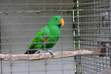A bright green parrot with an orange beak sits on a branch inside an iron cage.