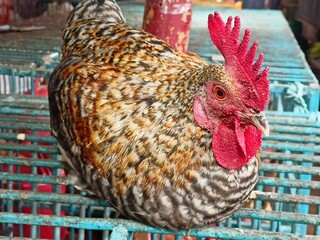 Close-up Portrait of a Rooster with Red Comb