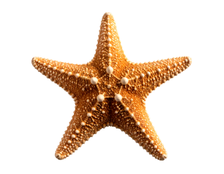 An exquisite five-armed sea star displays its remarkable natural beauty and detailed surface.