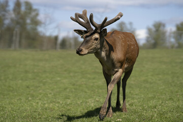 Riga, Latvia 05-09-2024A majestic red deer stands tall in a serene meadow under the vast blue sky