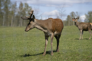 Amidst the tranquil expanse of a verdant field, two majestic reindeer stand in quiet contemplation,...