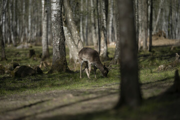 Riga, Latvia 05-09-2024Amidst the whispers of ancient trees, a solitary deer grazes peacefully, embodying the serene beauty of nature