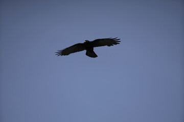 Riga, Latvia 05-09-2024 A solitary raven soars against a serene blue sky