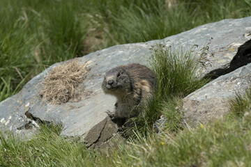 Riga, Latvia 05-09-2024 A solitary badger peers out from its natural habitat, surrounded by the quiet whispers of nature