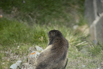 Riga, Latvia 05-09-2024 A Bear's Quiet Contemplation in the Wild