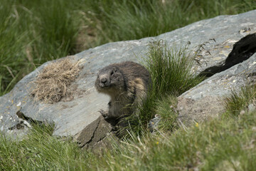 Riga, Latvia 05-09-2024 A small animal is peeking out from behind some rocks in a grassy area
