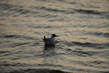 Riga, Latvia 05-09-2024 A Gull's Serene Swim at Dusk