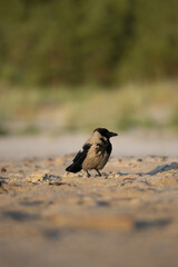 Riga, Latvia 05-09-2024 A solitary crow stands on the sandy beach, its gaze fixed on the horizon as...