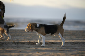 Riga, Latvia 05-09-2024 A beagle pup stands alert on a sandy beach, its tail wagging as it gazes...