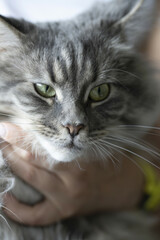 Riga, Latvia 05-09-2024 The Gentle Eyes of a Gray Tabby Cat