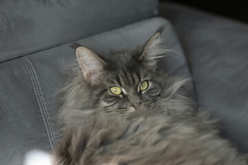Riga, Latvia 05-09-2024 A Gray Tabby Cat Enjoys a Peaceful Rest on a Plush Gray Couch