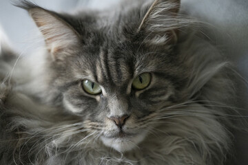 Riga, Latvia 05-09-2024 The captivating eyes of a gray tabby cat, with its soft fur and striking...