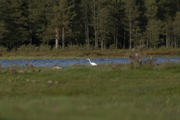 Riga, Latvia 05-09-2024 A solitary white egret stands by a serene lake, surrounded by a verdant...