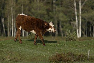 Riga, Latvia 05-09-2024 A lone cow grazes peacefully in a serene forest clearing