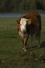 Riga, Latvia 05-09-2024 A Cow's Quiet Moment