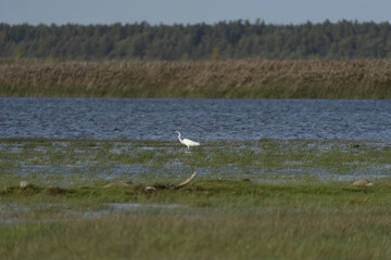 Riga, Latvia 05-09-2024 A lone egret stands serenely on the edge of a tranquil wetland, its white...