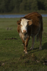 Riga, Latvia 05-09-2024 A lone cow stands in the tranquil embrace of a sunlit field, its gaze...
