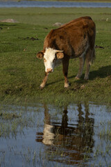 Riga, Latvia 05-09-2024 A lone cow stands in contemplation by a tranquil pond, its gaze reflecting...