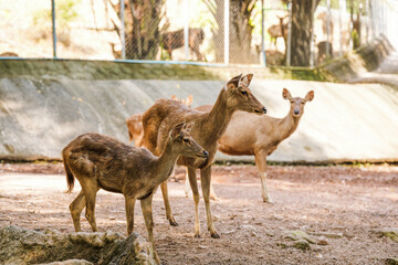 Deer live in the zoo's forest and eat grass.