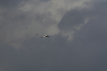 Riga, Latvia 05-09-2024 A lone seagull soars high above the cloud-filled sky, a solitary figure...