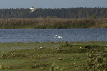 Riga, Latvia 05-09-2024 A Glimpse of Nature's Serenity with Seabirds in Flight