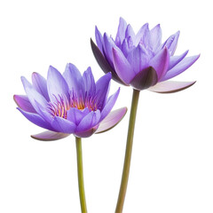 Fototapeta premium Blooming purple lotus flowers in closeup detail showcasing vibrant colors and delicate petals, Closeup photo blooming purple lotus flowers isolated on Transparent background