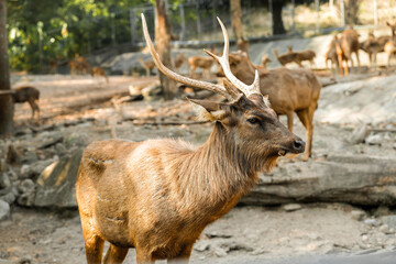 Deer live in the zoo's forest and eat grass.