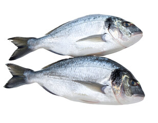 Two fresh whole fish with shimmering scales are stacked, ready for healthy culinary preparation.