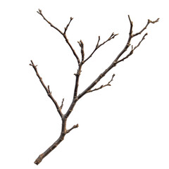 Branch isolated on a white background showcasing fine details of twigs and buds, Branch isolated on white background