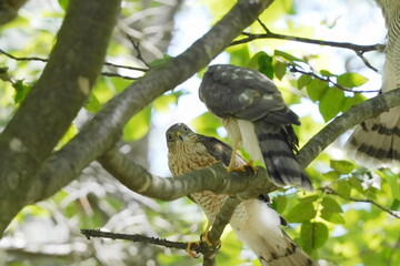 木の枝に止まるハイタカ